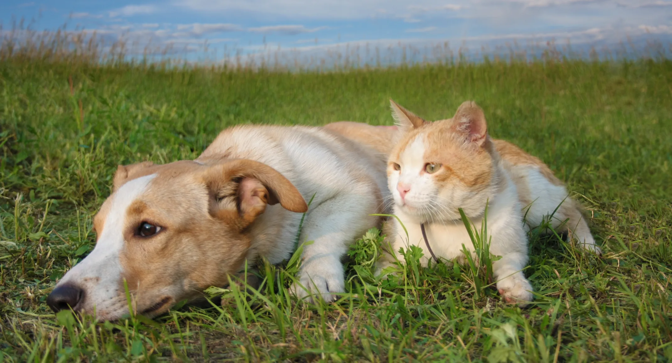 Dog and cat lounging outside 